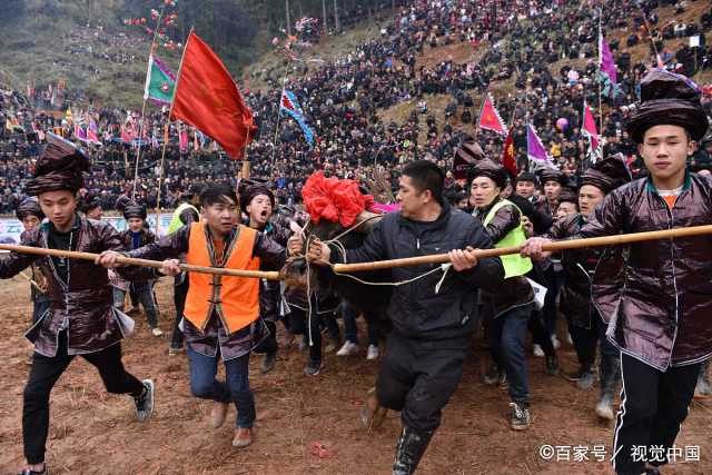 喜迎新春,贵州苗族举行传统斗牛活动,上万名群众围观
